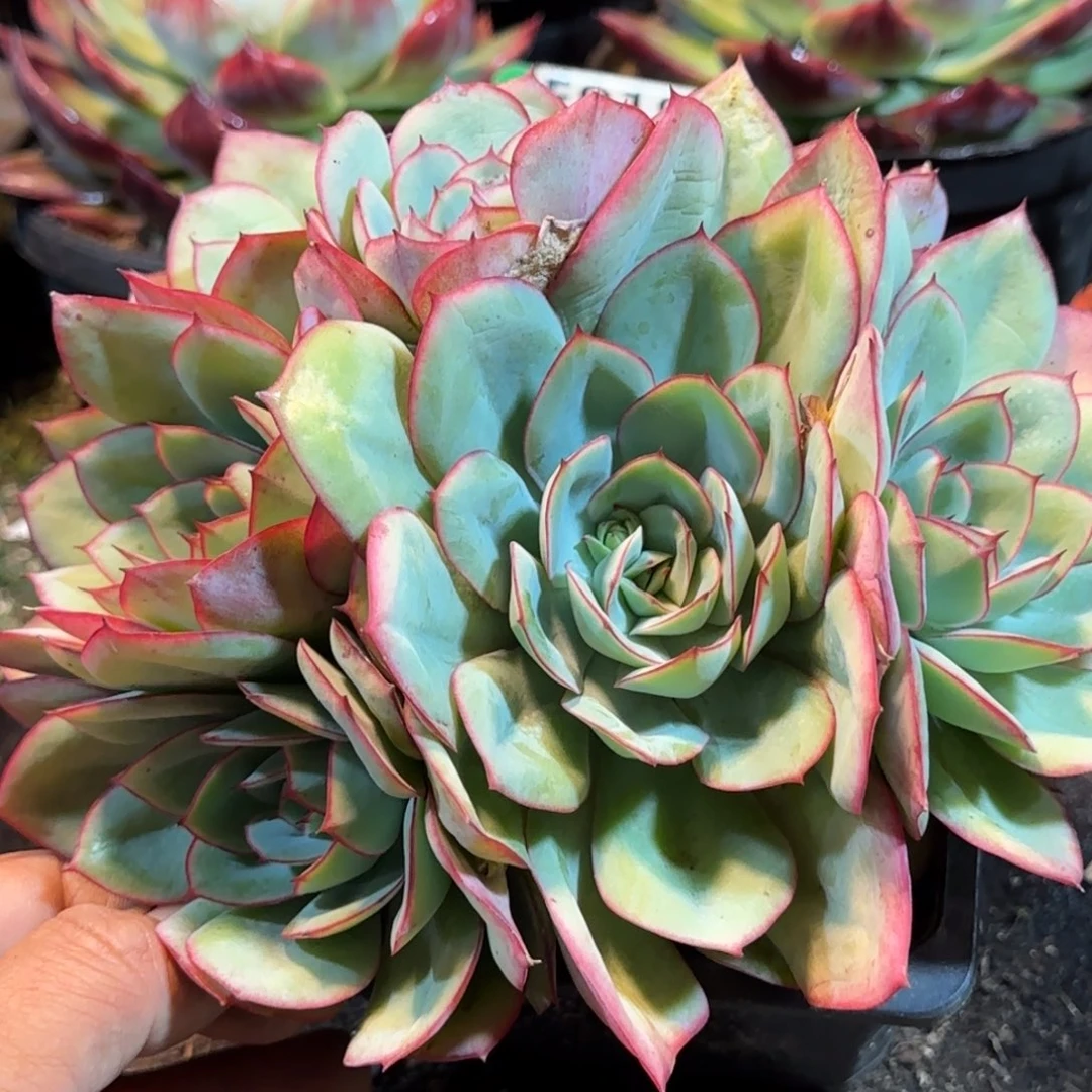 牡丹亭一物一拍包装收缩花旱