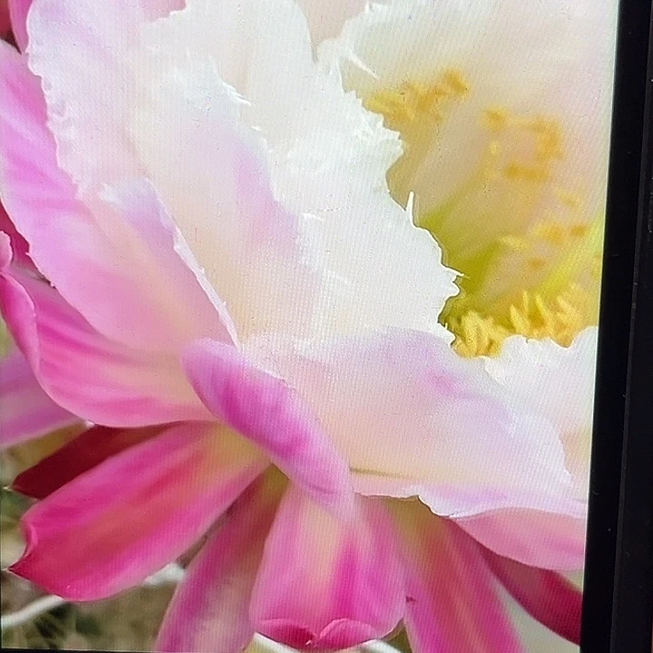 白雪公主毛花柱8厘米起