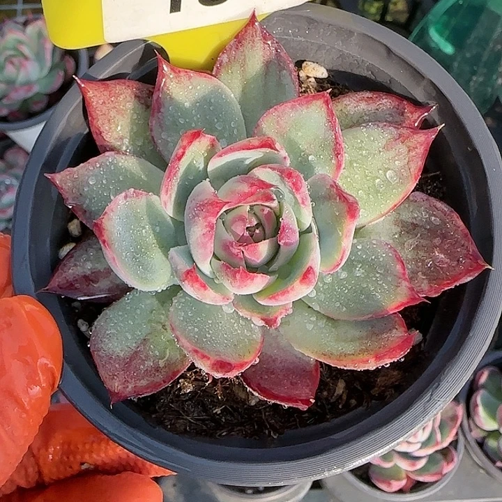 187 惊鸿仙子多肉植物6-9cm