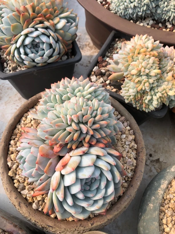 梦露缀化一颗无砍