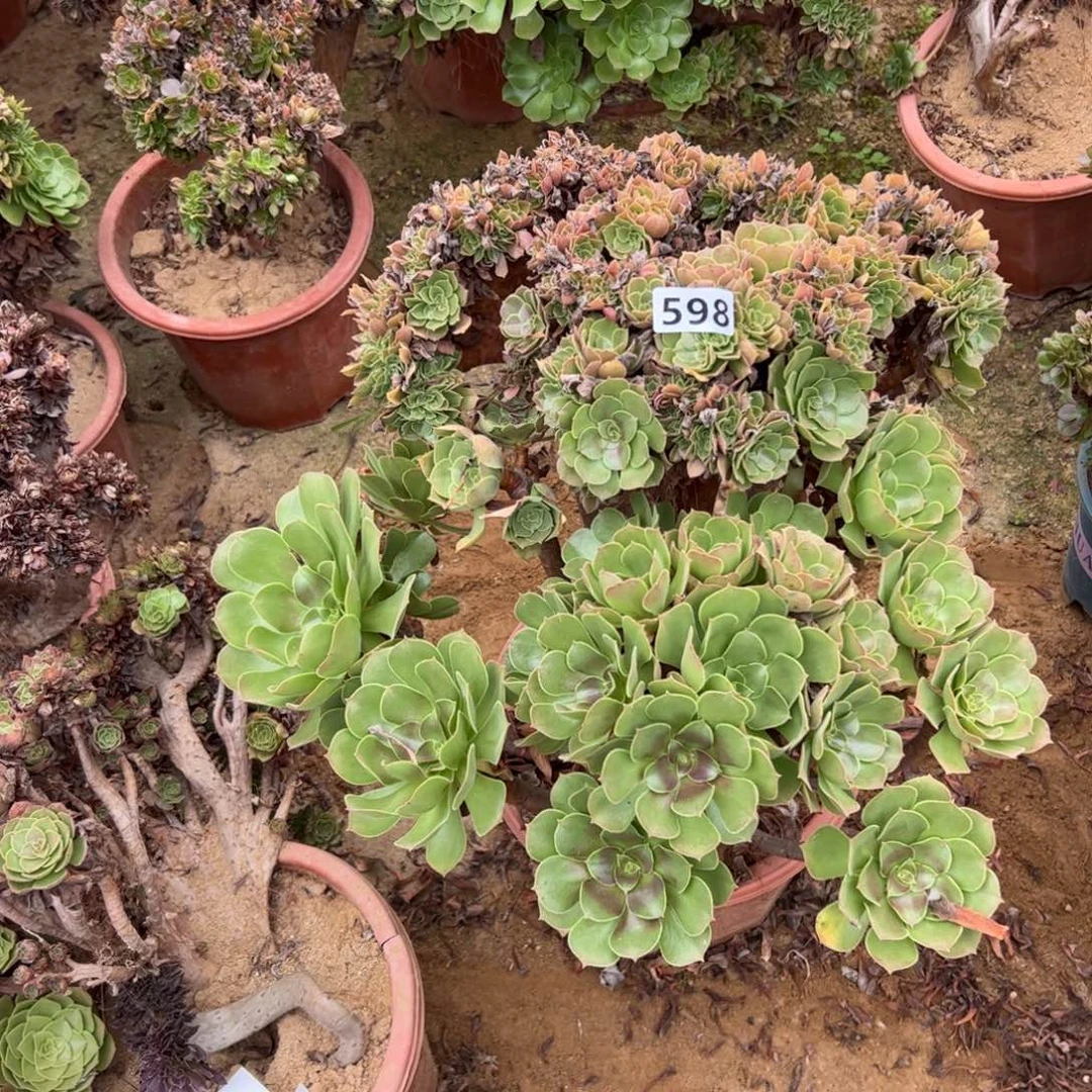 玫瑰缀有伤特价598官府47