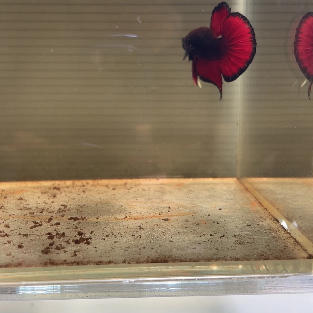 斗鱼八月三十日竞价