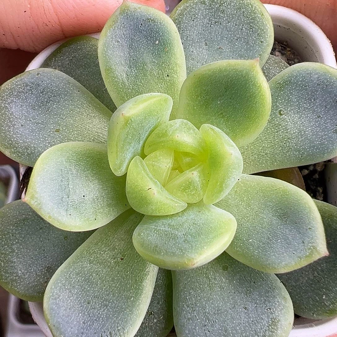 73甜心