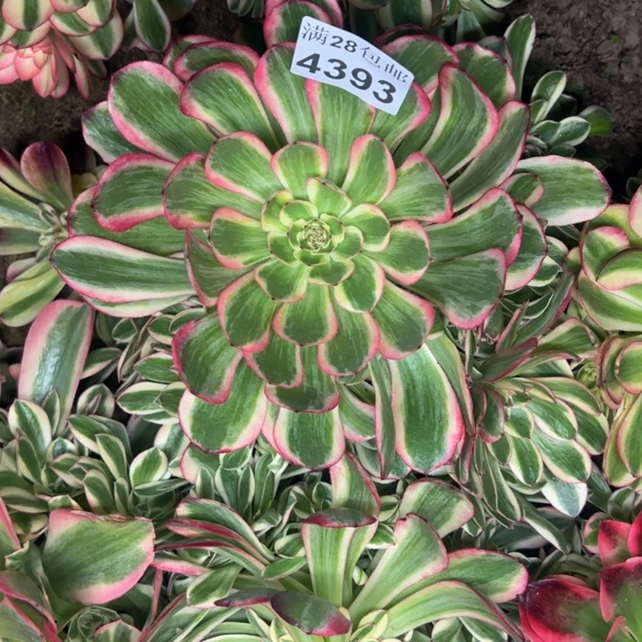 4393南孔雀翎多肉植物