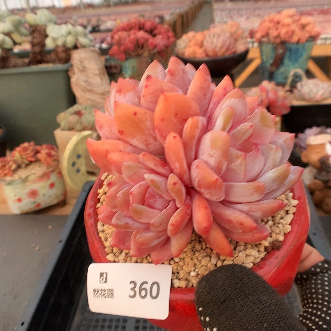 360雪天使多肉植物6663