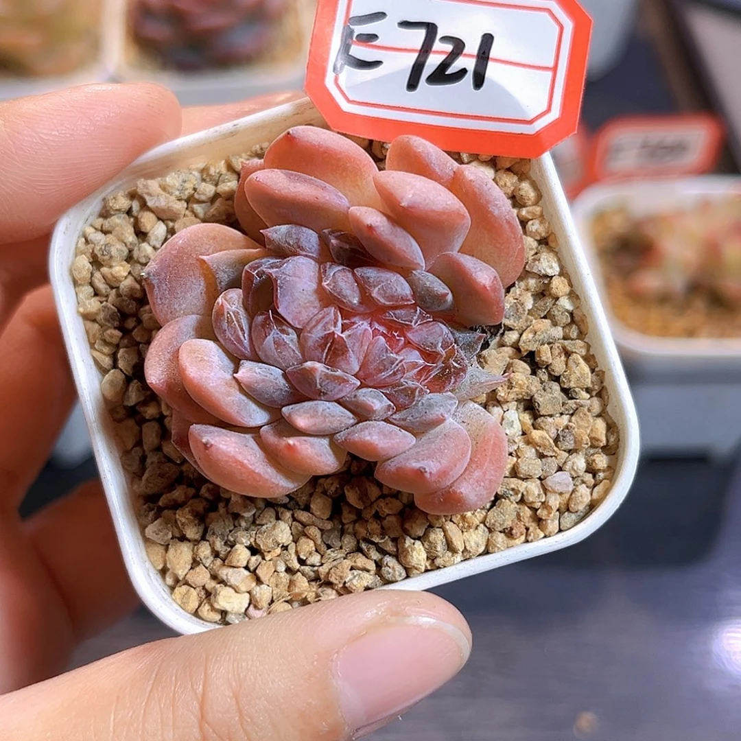 E721一物一拍 冰魄缀