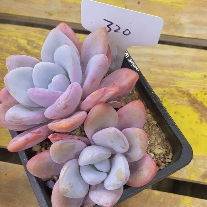 往**烟多肉植物，开心多肉