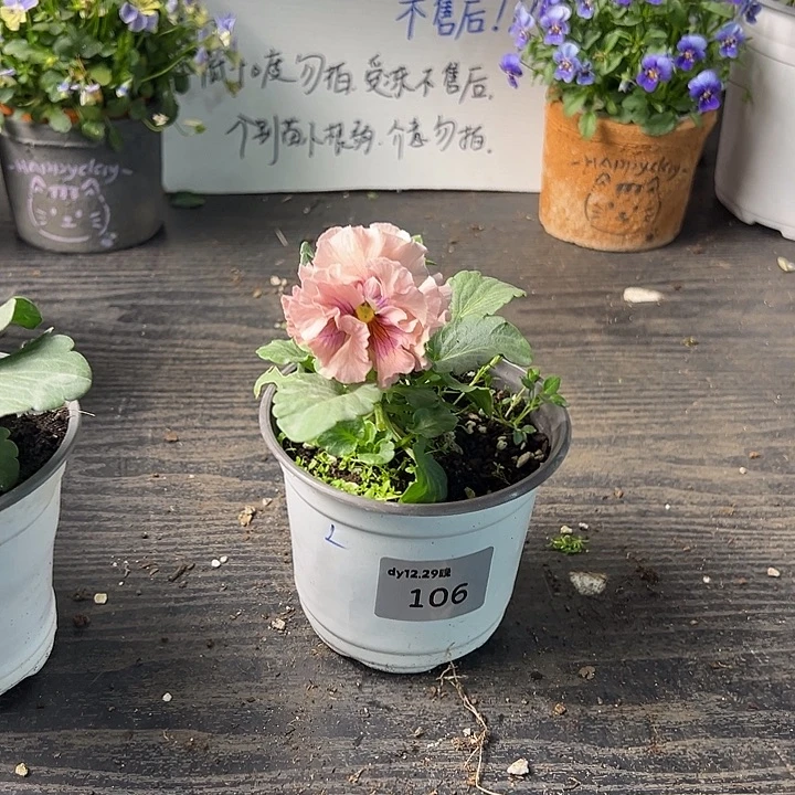 当前无花朵，栽培后可花朵106号