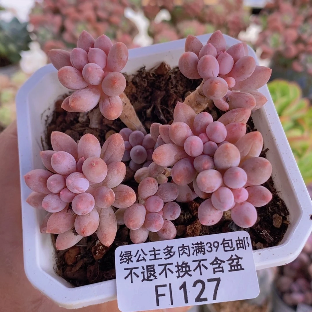 婴儿手指老桩7cm127多肉植物