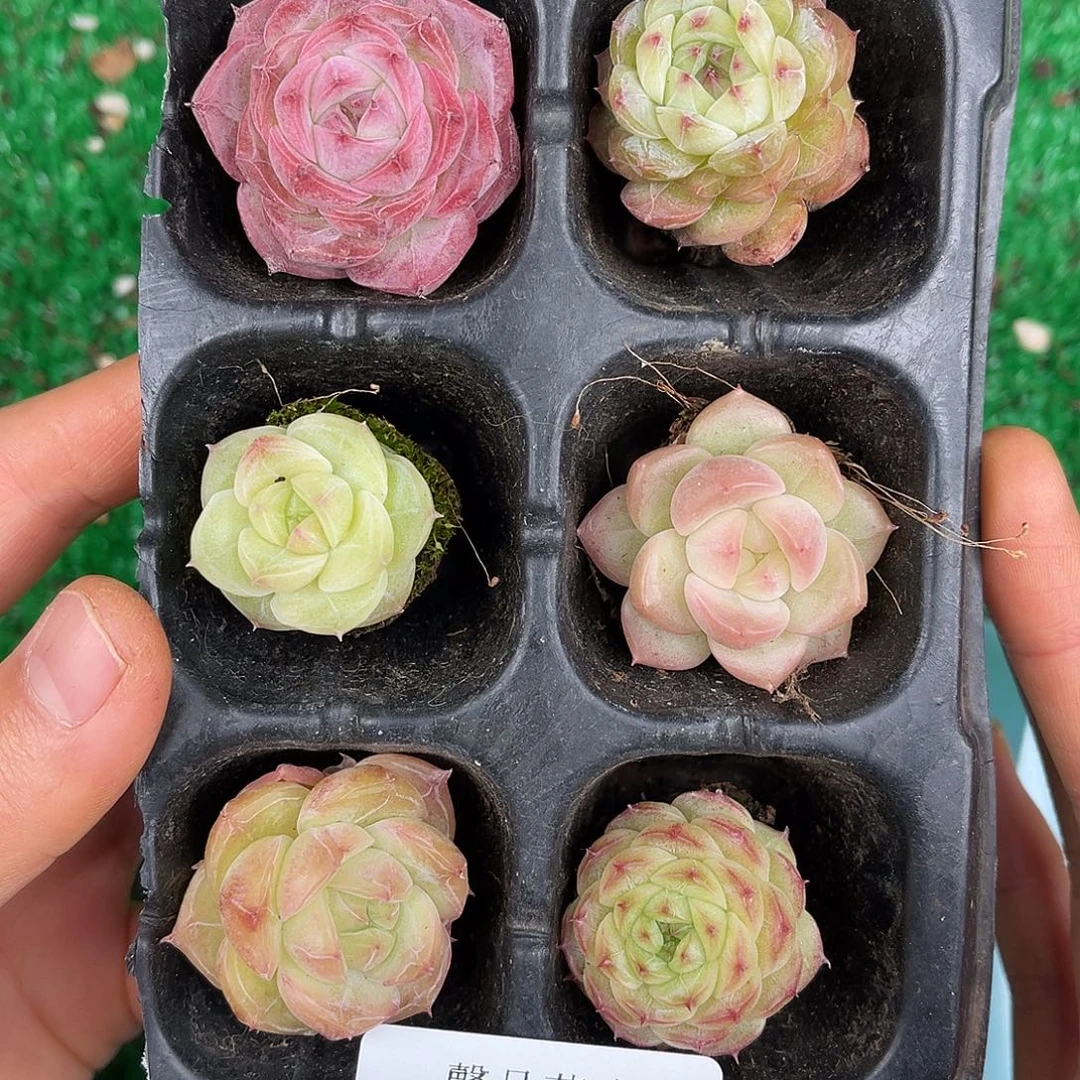 多肉植物一物一拍4-53