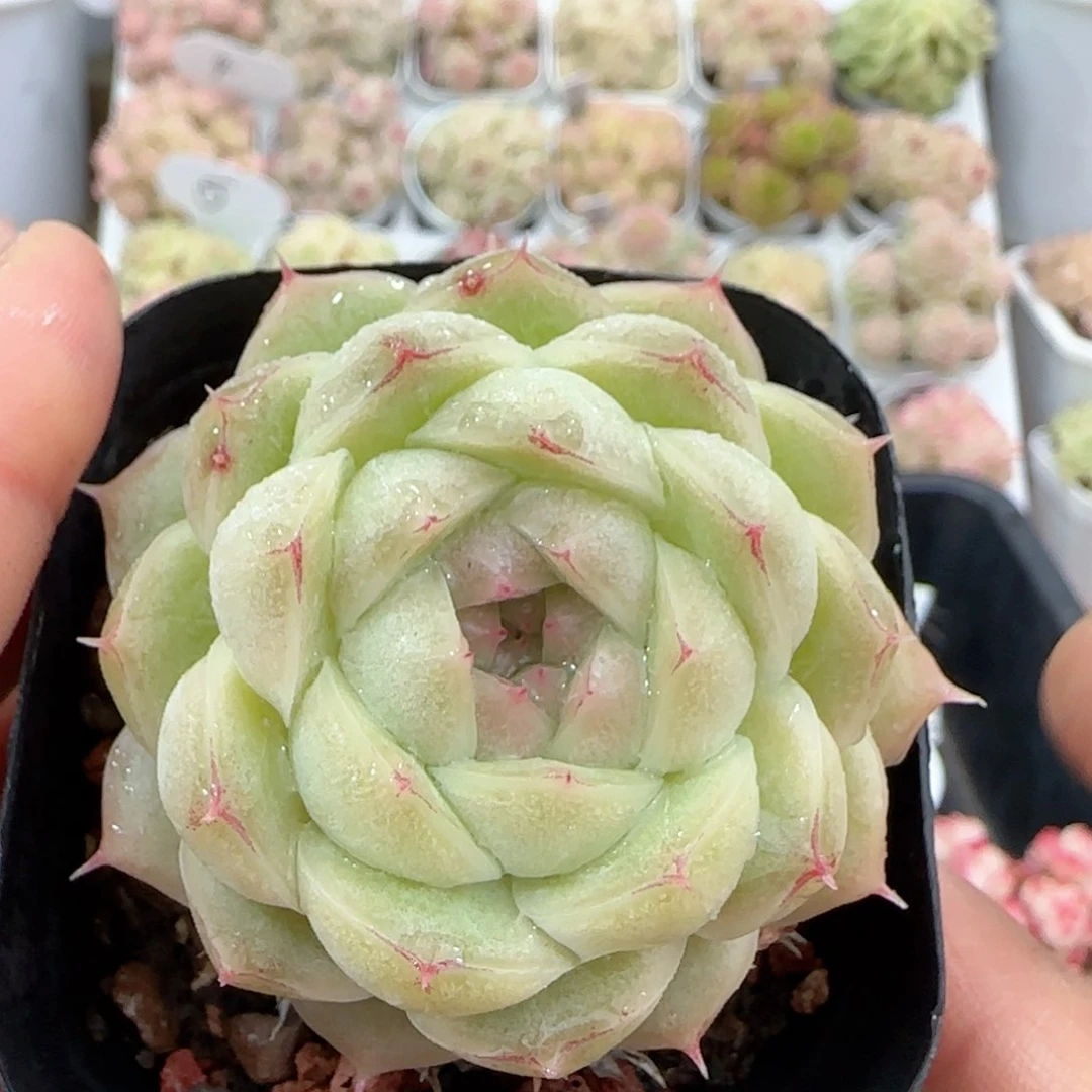 【闪购商品】0120-14包子边线麦杆