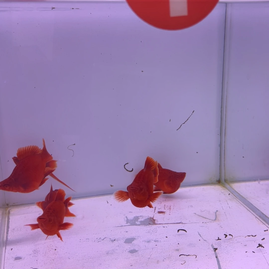 沈***辅红剑鱼平鳍红箭球