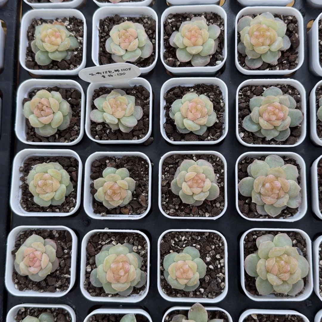 1108-130-余晖一颗量拍