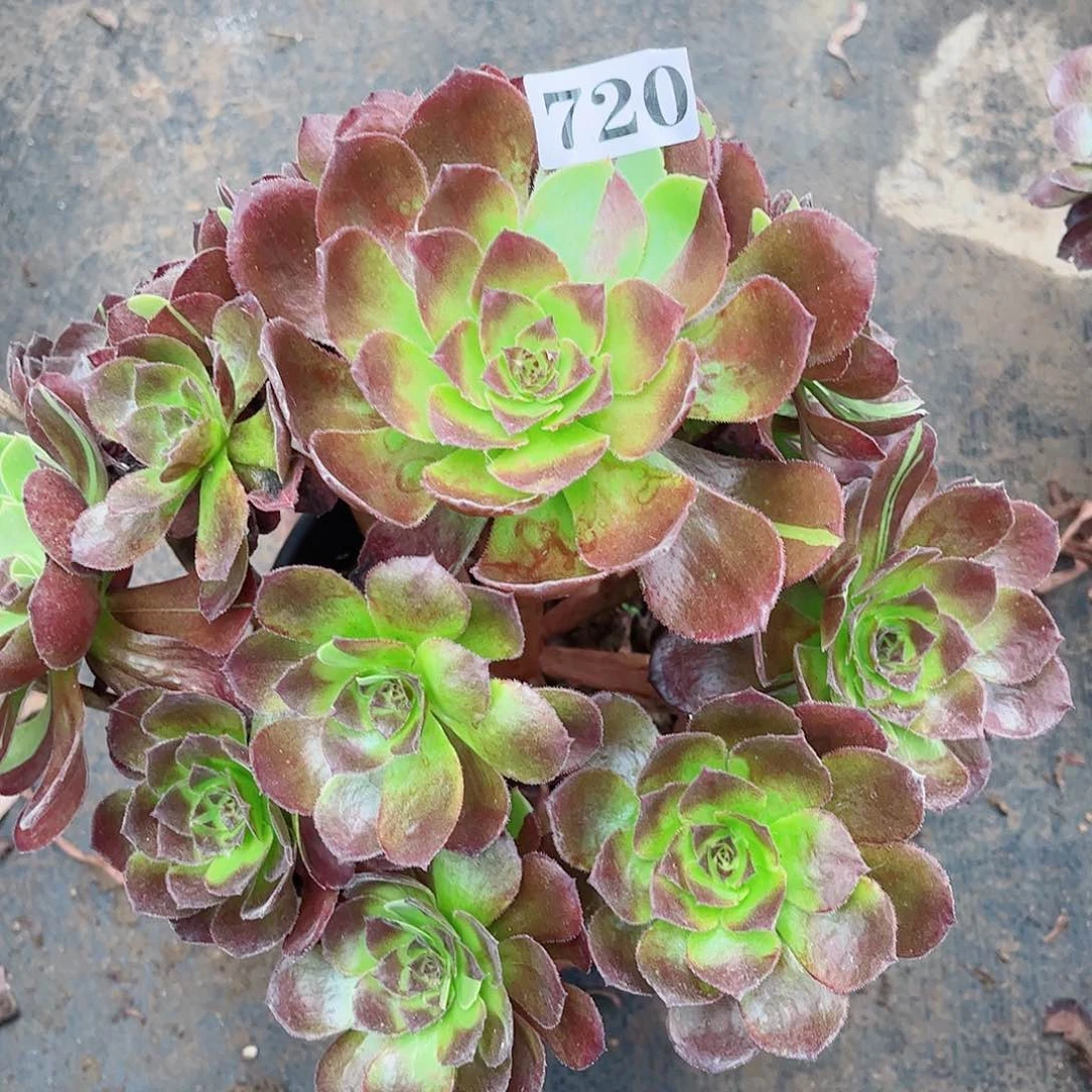 无花朵多肉植物黑魔720