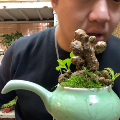 红陶一物一拍所见即所得30
