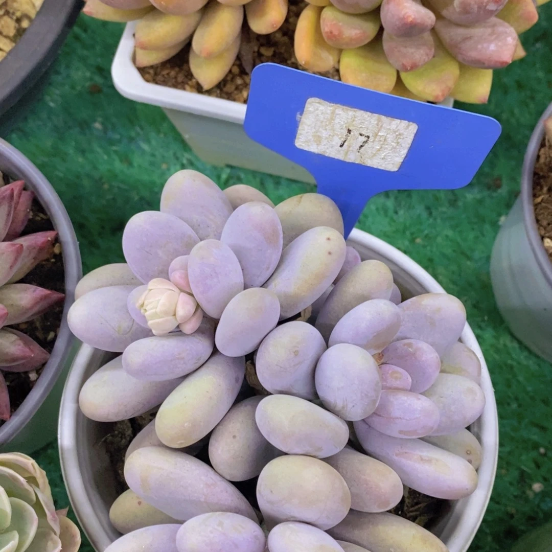 清货场，精品场一物一拍