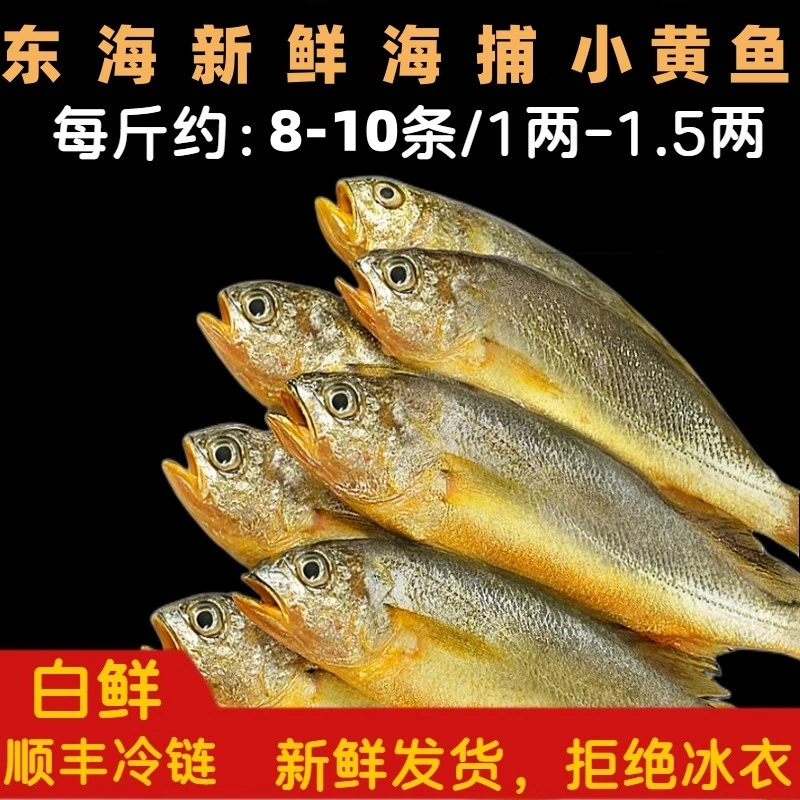 《东海码头》东海新鲜海捕小黄鱼 3斤  顺丰 新鲜 规格1斤8-10条