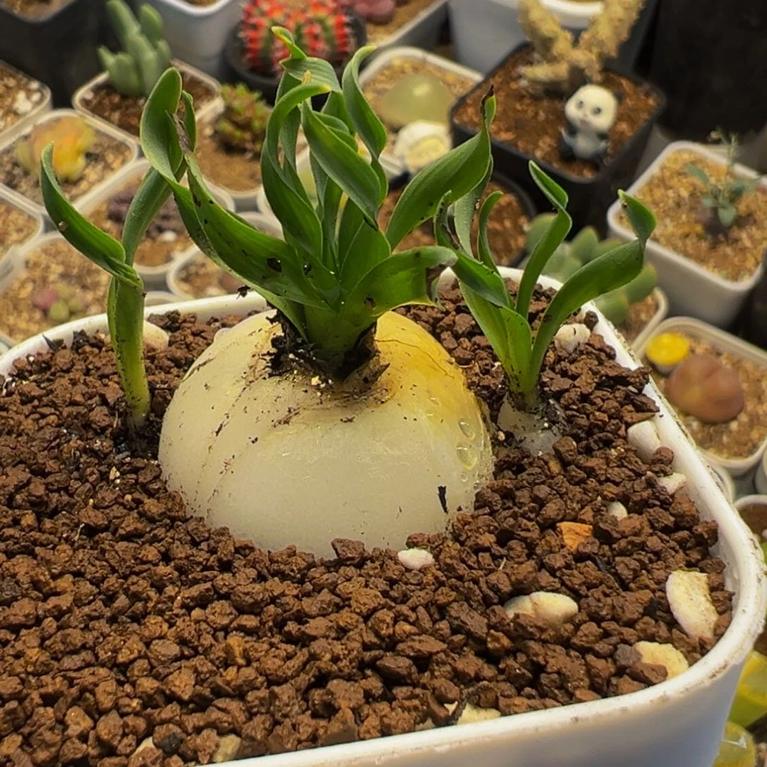 522多肉植物种类多样