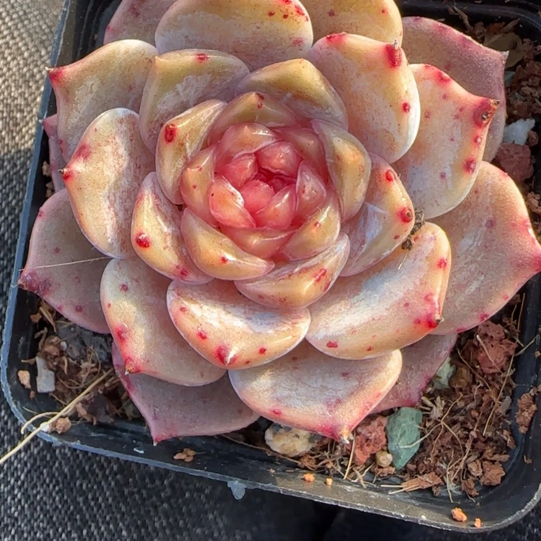 多肉小卡拉米糖心一物一拍