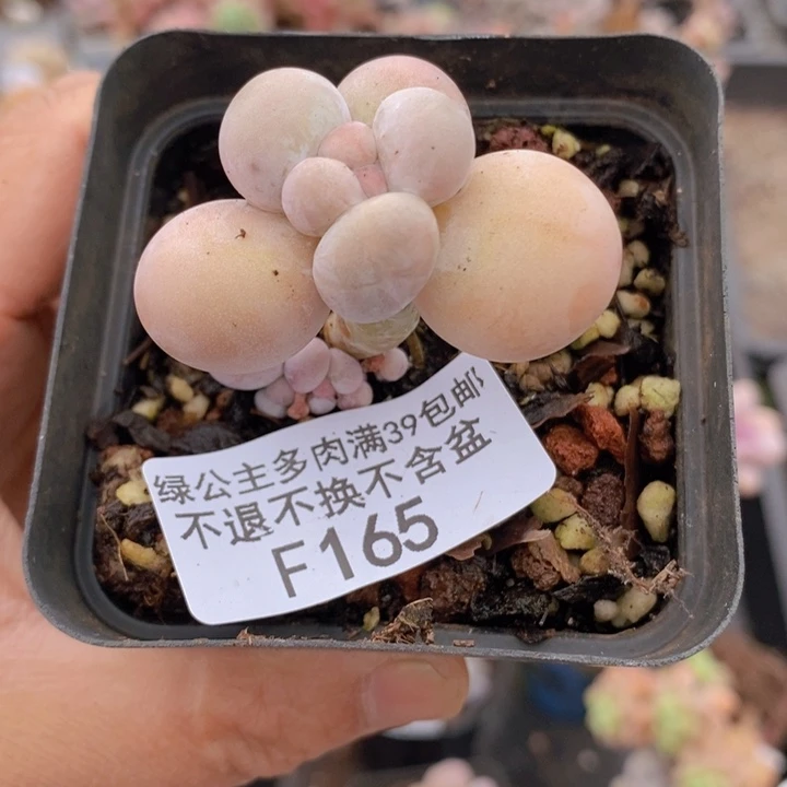 橙奶165多肉植物