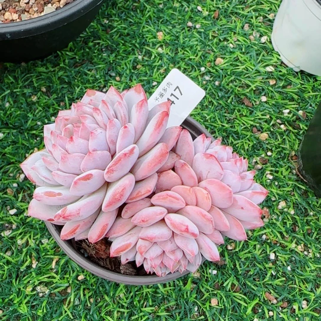 星星橙，7417多肉植物