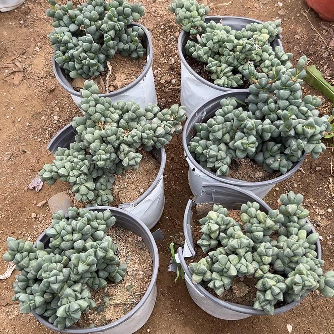 ****。多肉植物多肉植物
