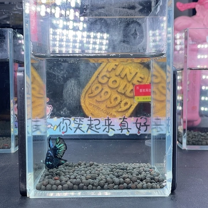 斗鱼68号926早暗黑