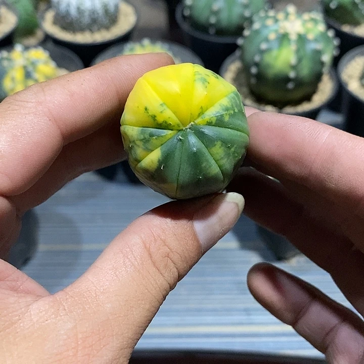 骗***子星兜锦实生脱土发货