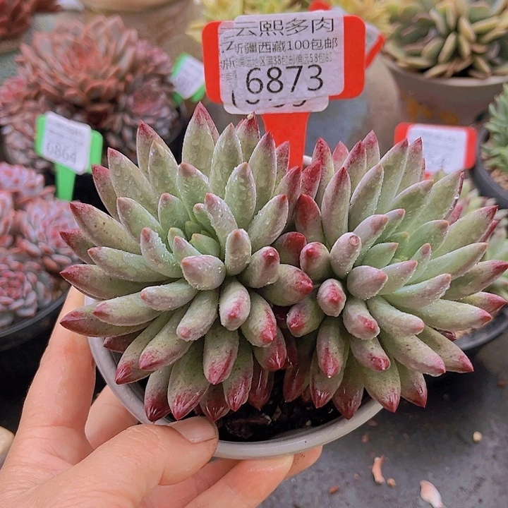 6873虞美人。