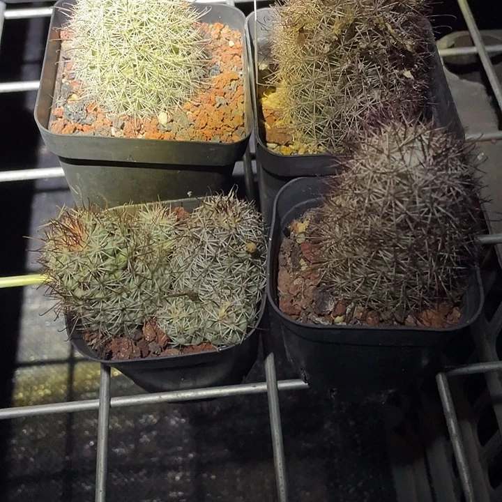 4 盆 5 棵，其中蓬莱宫一盆两个