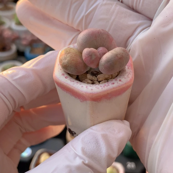 069 胖圆奶酪石化锦 碎花锦 稳定