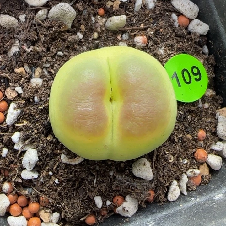 拉登2.4点多肉植物109