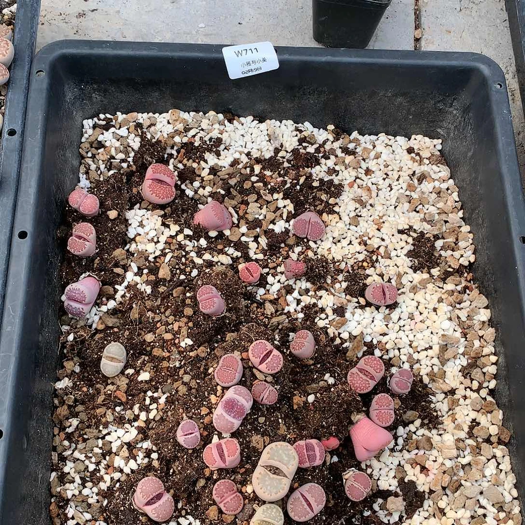 S****)W711多肉植物保护研究所