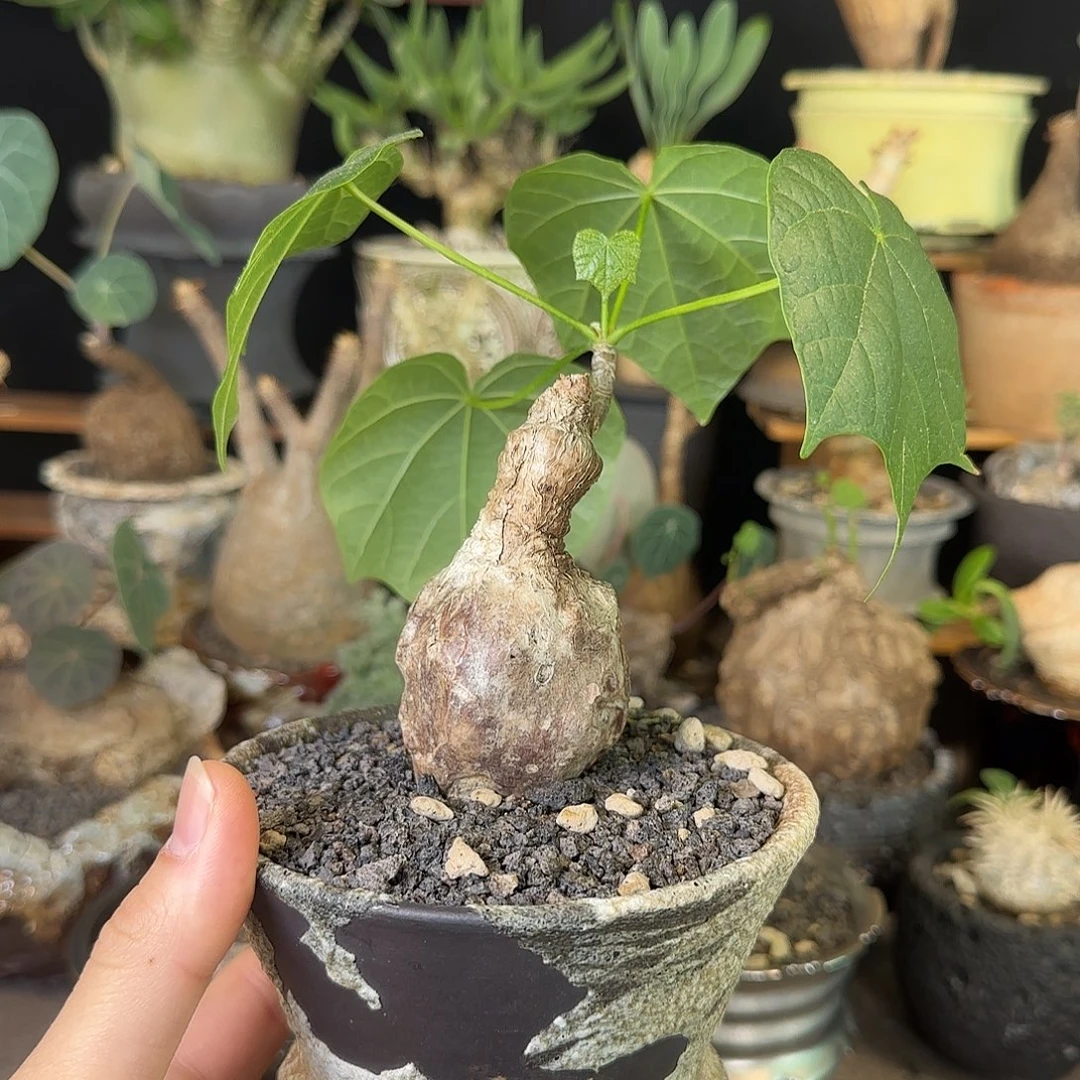 一物一拍泰国火桐260