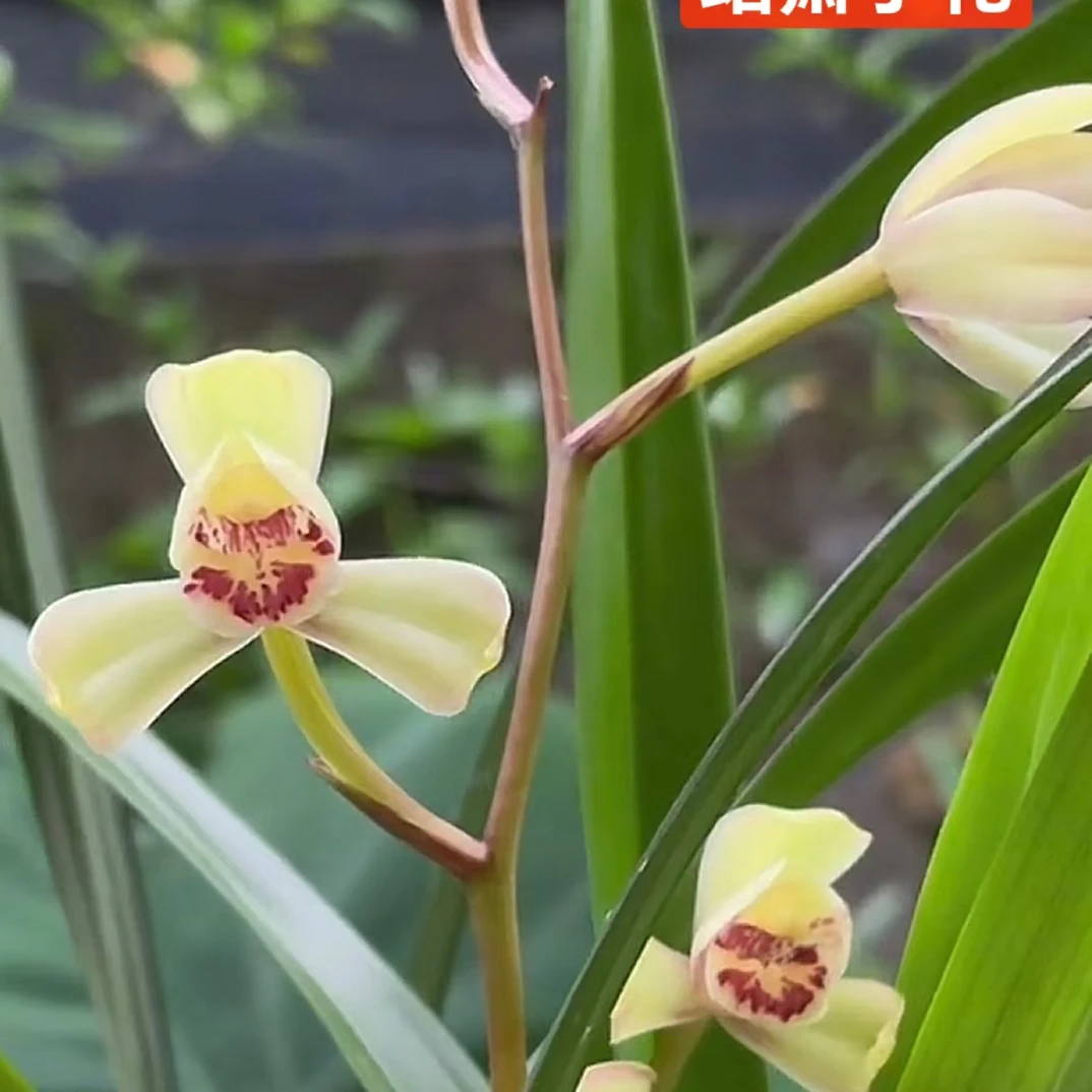 【珺萧予花】 建兰 荷王  浓香型  荷瓣花  2-3苗