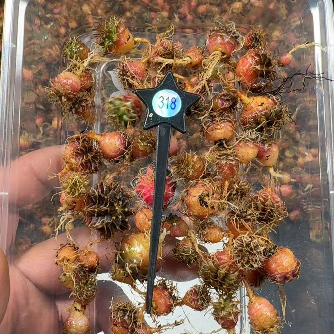 米哈实生自然锦练手球50棵左右318