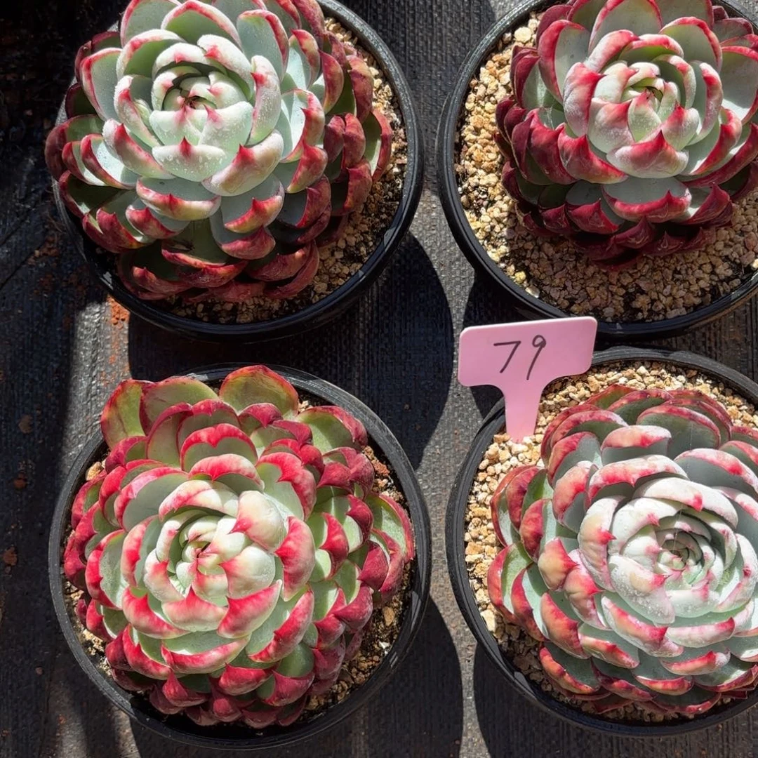 多肉惊鸿仙子 四个 79号