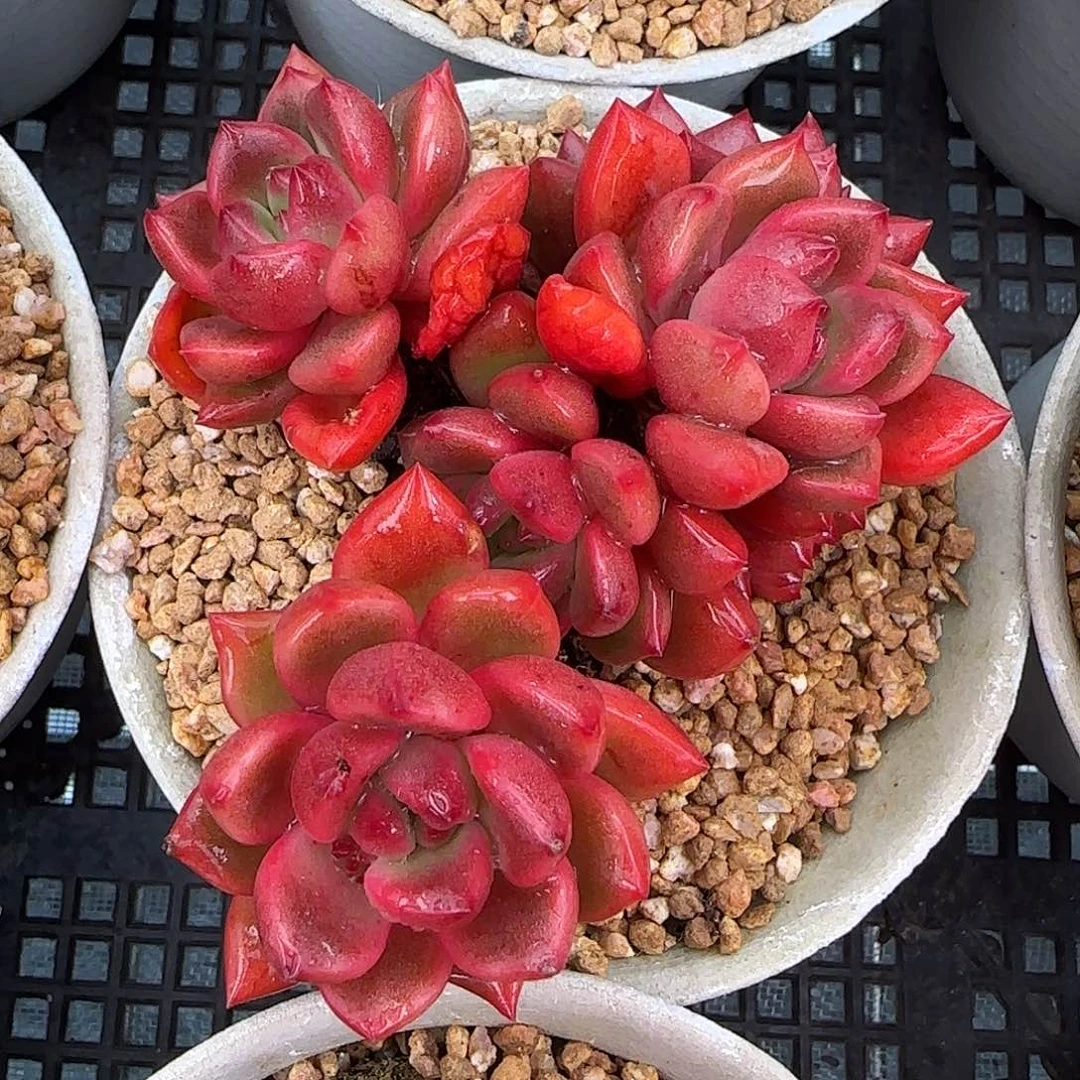 从前慢花园精选小红酒群