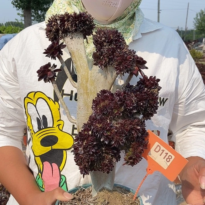 118黑缀化老桩朵朵