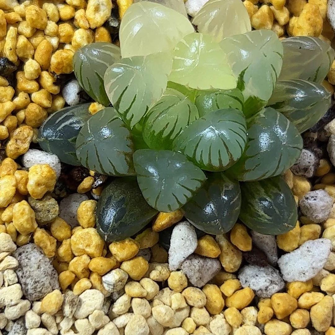 姬玉露锦十二卷多肉509