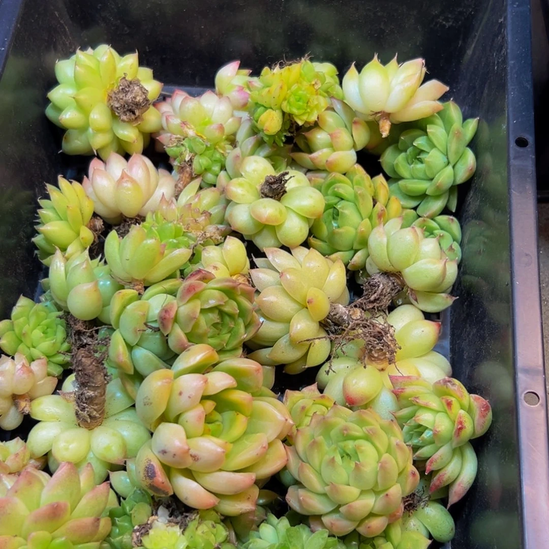 209多肉植物和植物的