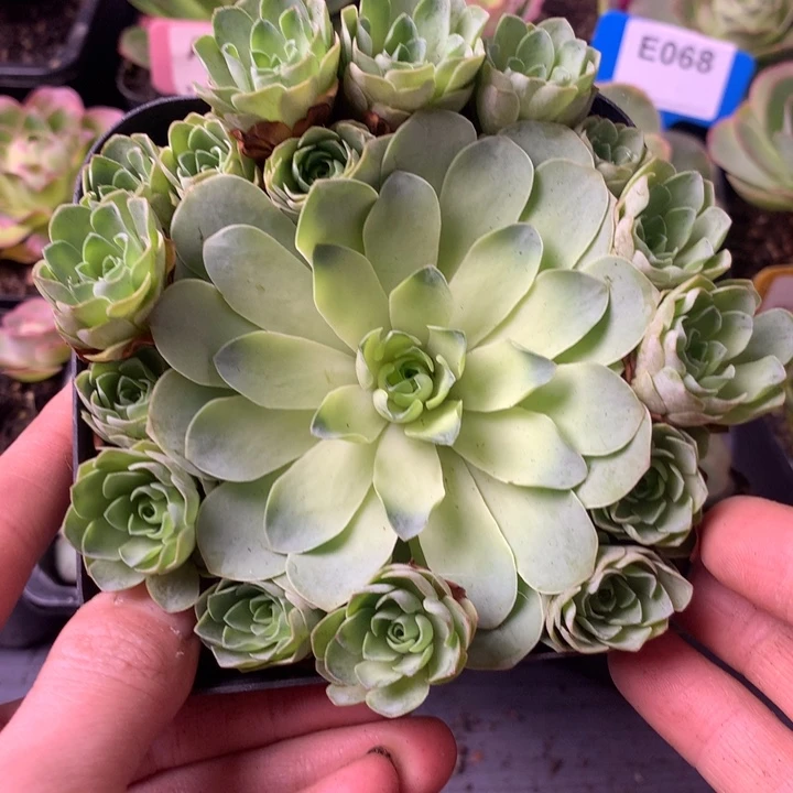 一物一拍星辰福利003