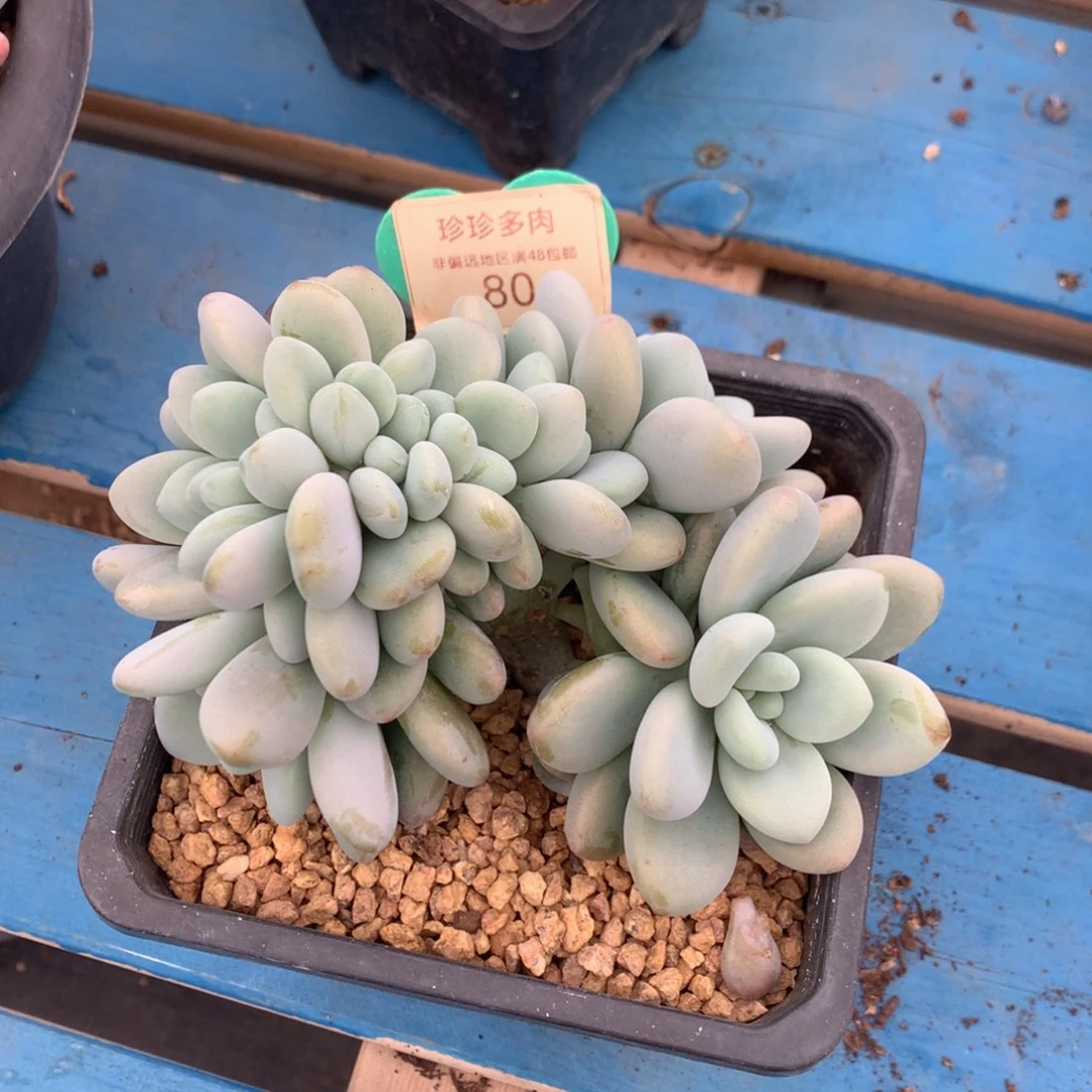 洛神树缀一物一拍80