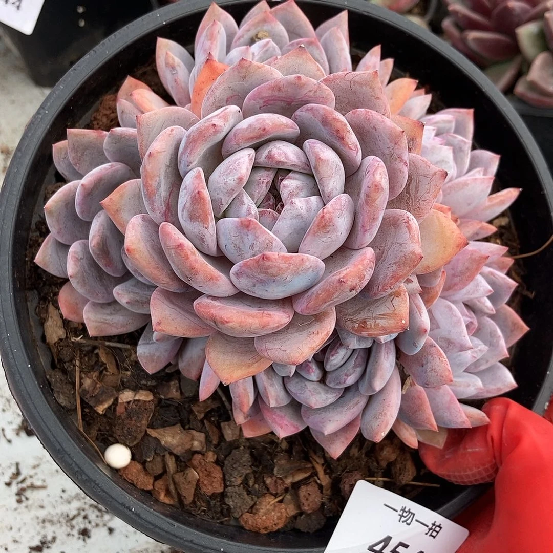 454 石榴籽星影一物一拍