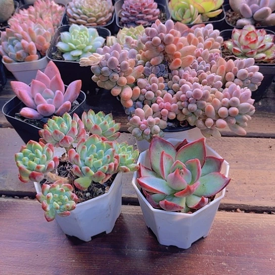 婴儿手指老桩 蓝苹果群 惊鸿仙子