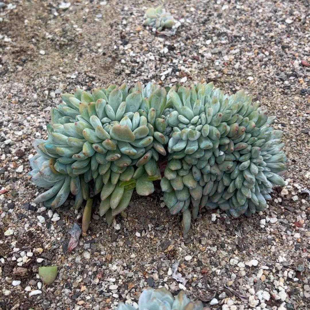 51号多肉多肉多肉多肉多肉