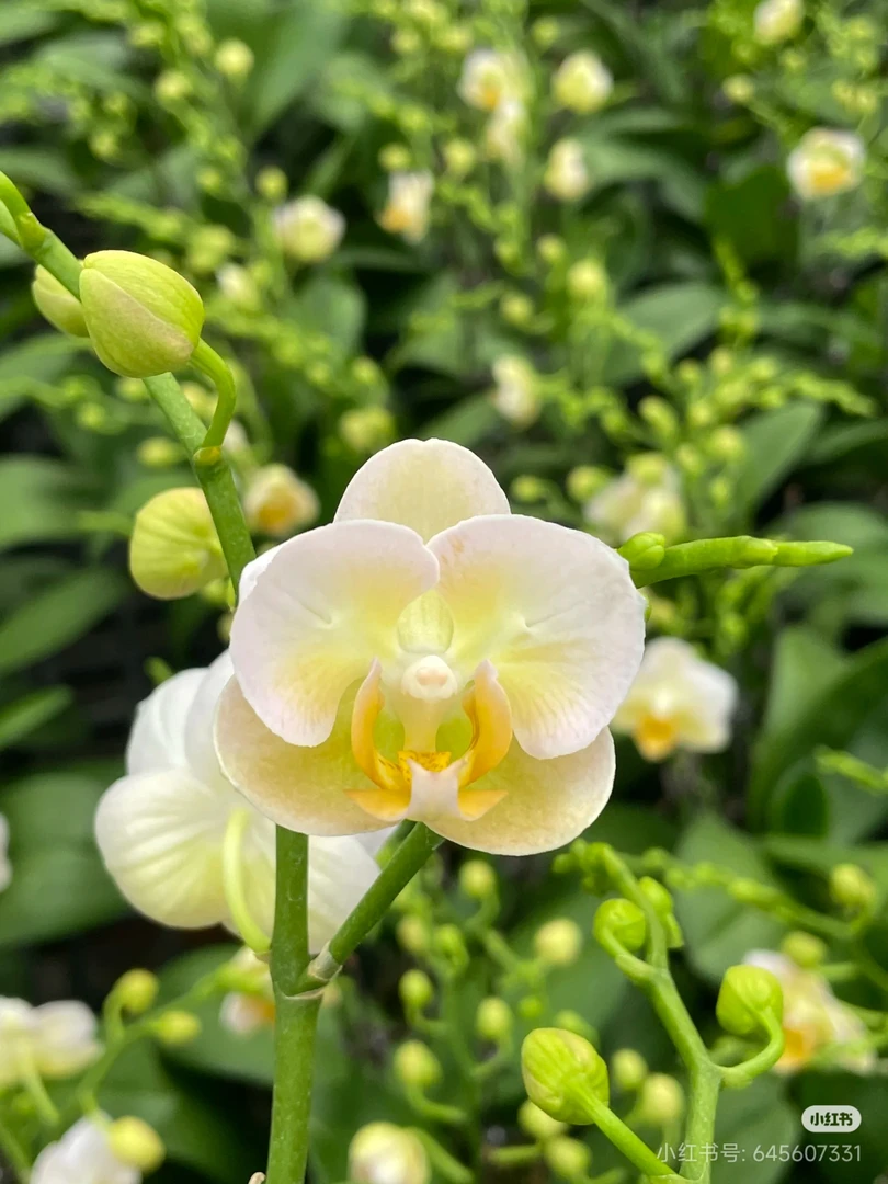 【兰语甄选】（安祖勃艮第）3.0寸白底黄绿晕染小花型桌面款蝴蝶兰苗