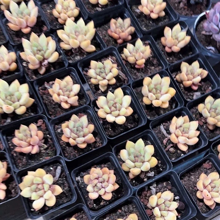 单头        黄金象牙