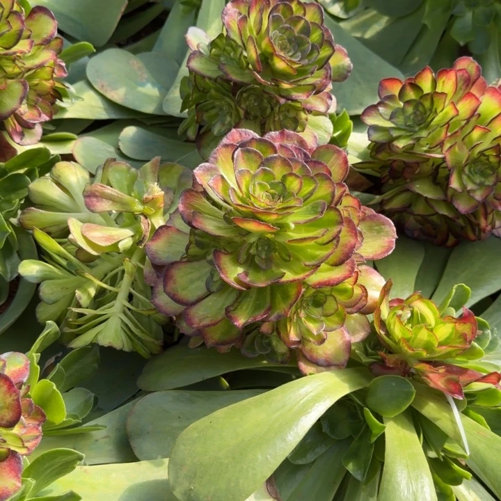 海王七彩龙鳞嫁接捧花