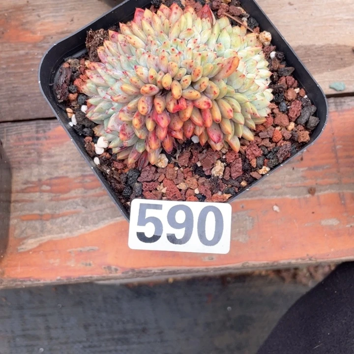 用****8多肉植物一物一拍